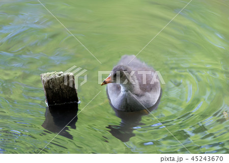 Young common moorhen in a water 45243670