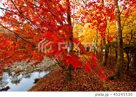 秋のタカドヤ湿地1 45245530