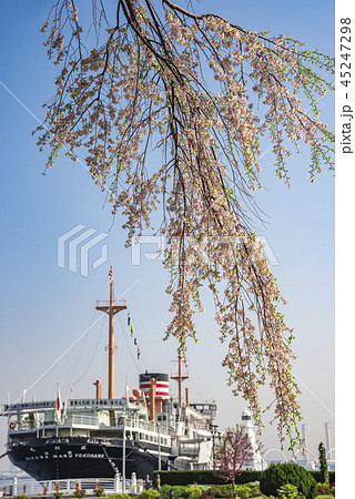 【横浜　氷川丸　枝垂桜】 45247298