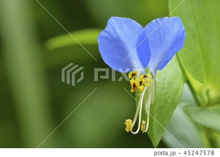 つゆ草の写真素材