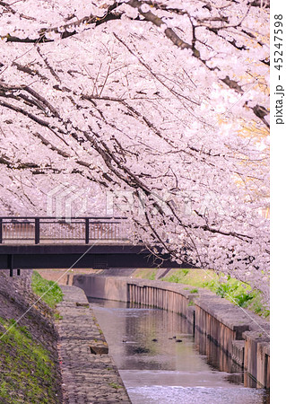 善福寺川緑地の桜 45247598