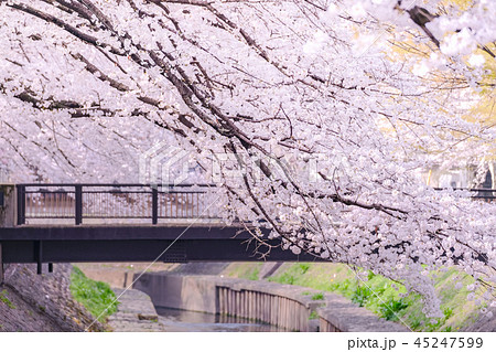 善福寺川緑地の桜 45247599