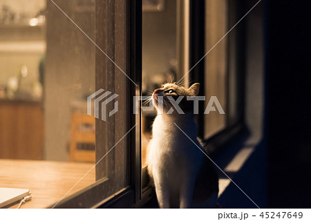 cat at night 45247649