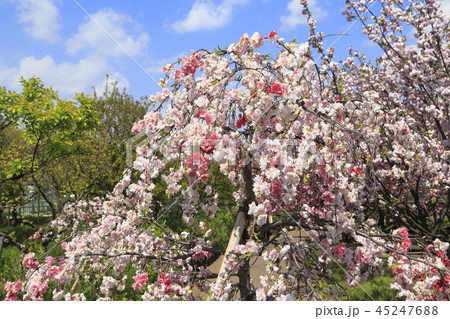 紅白の枝垂れ桃（源平咲き） 45247688