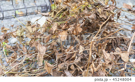 除草剤を撒いて枯れた草 除草剤を撒いて枯れた草 45248004