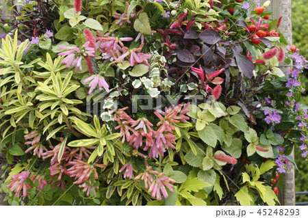 バスケット コンクール 寄せ植え バスケット コンクール 寄せ植え 45248293