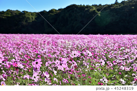 九十九島　展海峰　コスモス 45248319