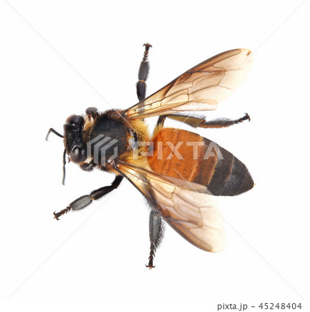bee isolated on white background bee isolated on white background 45248404