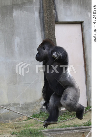 ニシゴリラの綱渡り 45248536