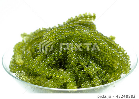 海ぶどう 海ぶどう 45248582