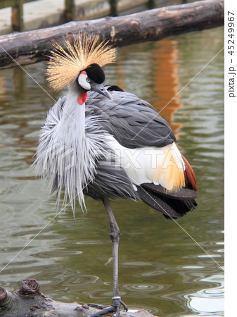 カンムリツル カンムリツル 45249967