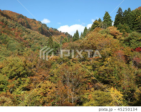 新潟県　阿賀町　紅葉 45250134