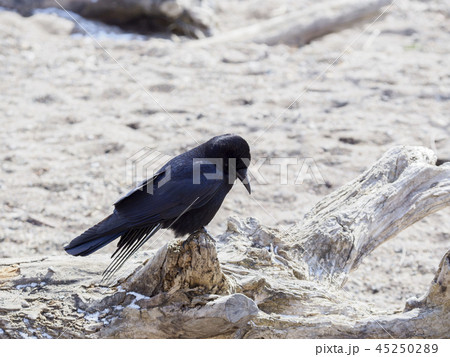 吹きっさらしの雪の上のカラス　俯き加減 45250289