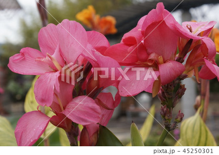 カンナの花 桃色 カンナの花 桃色 45250301