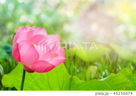 Beautiful pink lotus flower in blooming Beautiful pink lotus flower in blooming 45250874