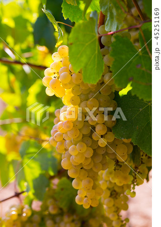Ripe white grapes on vine 45251169