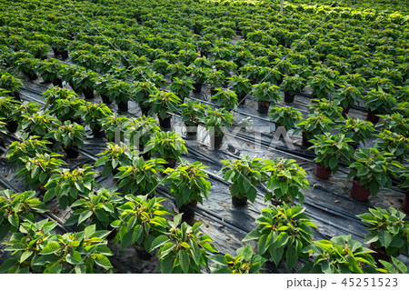 Euphorbia Poinsettia growing in flowerpots 45251523