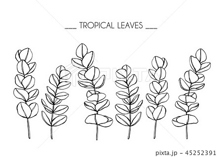 Tropical Leaf Drawing Illustration のイラスト素材