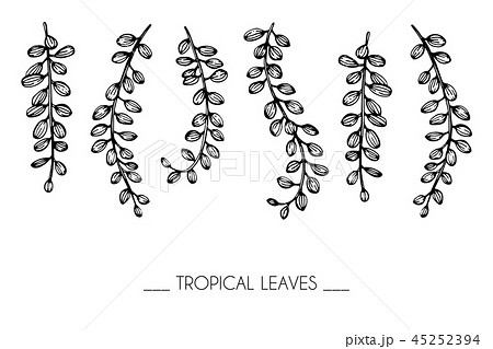 Tropical Leaf Drawing Illustration のイラスト素材