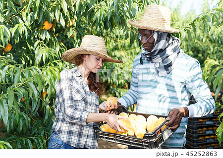 Owners of orchard harvesting peaches 45252863