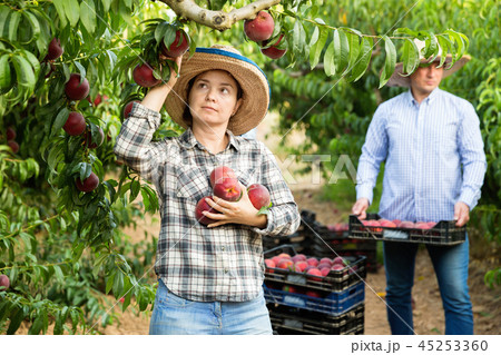 Woman gardener picking peaches from tree in garden, man on background Woman gardener picking peaches from tree in garden, man on background 45253360