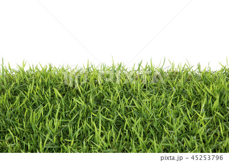Grass isolated on white background. 45253796