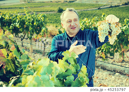 Man gathers grapes Man gathers grapes 45253797