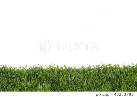 Grass isolated on white background. Grass isolated on white background. 45253798