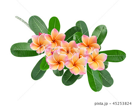 frangipani tropical flower, plumeria, Lanthom frangipani tropical flower, plumeria, Lanthom 45253824