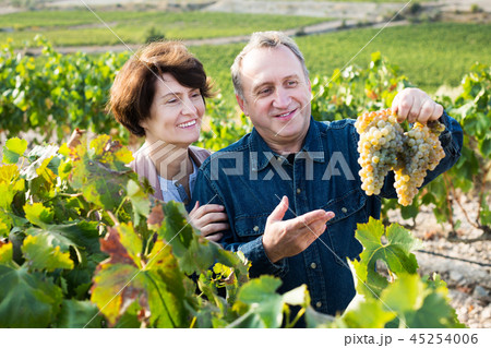 Wine maker shows to wife grapes Wine maker shows to wife grapes 45254006