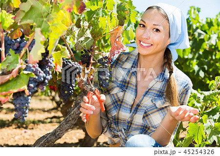 Young friendly female picking ripe grapes on vineyard Young friendly female picking ripe grapes on vineyard 45254326