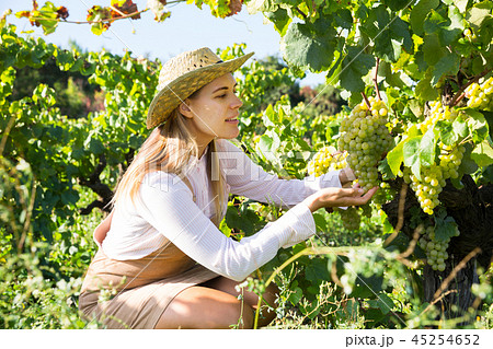 Female gathering harvest of white grapes Female gathering harvest of white grapes 45254652