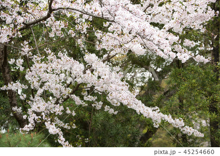 桜 さくら サクラ 45254660