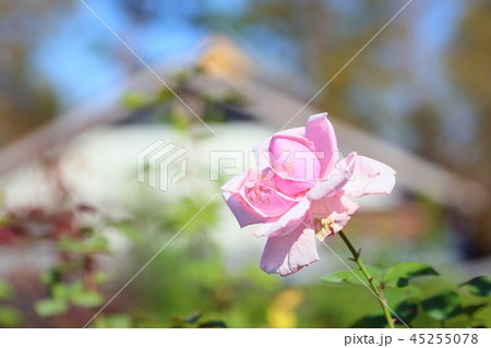 秋バラ ラ フランスの花の写真素材