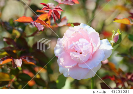 秋バラ　ソウシュンの花 45255082