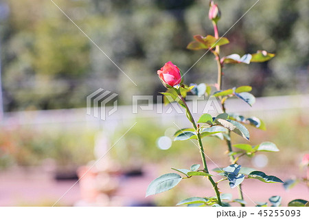 秋バラ スーパースターの花 秋バラ スーパースターの花 45255093