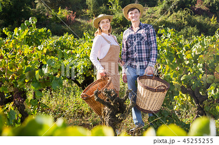 Couple of winegrowers in vineyard 45255255
