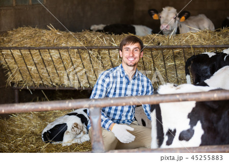 man happily stroking cows 45255883