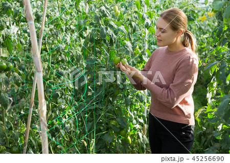 Woman taking care of tomato plants 45256690