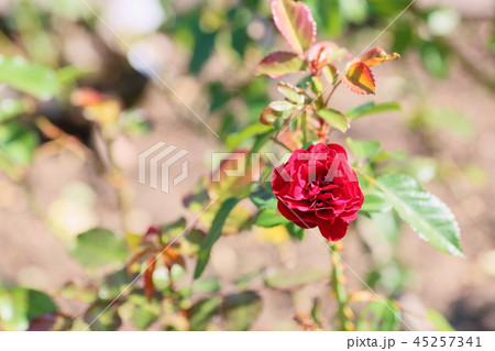 秋バラ　ラバグルートの花 45257341