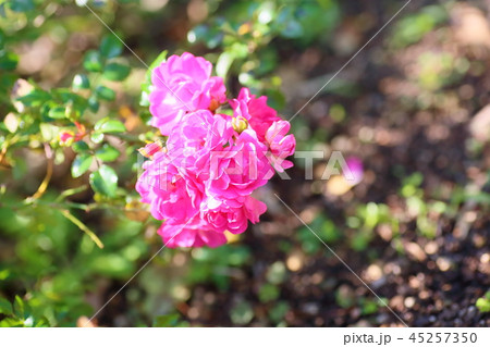 秋咲き野ばらの花 45257350