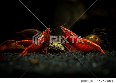 Red neocaridina shrimp fire pet aquarium water Red neocaridina shrimp fire pet aquarium water 45257864