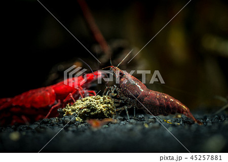 Brown neocaridina shrimp pet water aquarium hobby Brown neocaridina shrimp pet water aquarium hobby 45257881