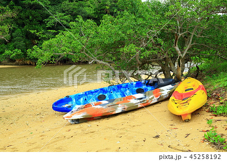石垣島　吹通川マングローブ群落 45258192