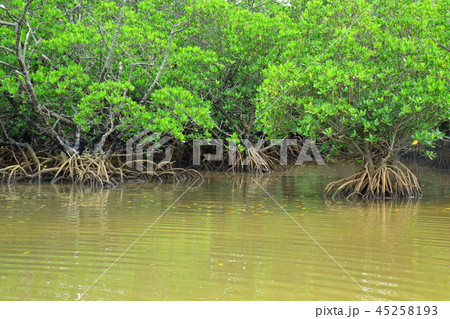 石垣島　吹通川マングローブ群落 45258193