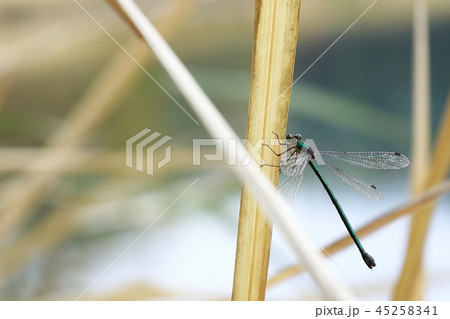 いとトンボ いとトンボ 45258341
