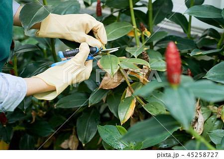 Woman cutting plants with scissors Woman cutting plants with scissors 45258727