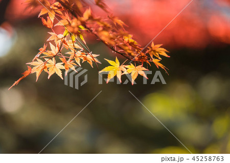 紅葉 45258763
