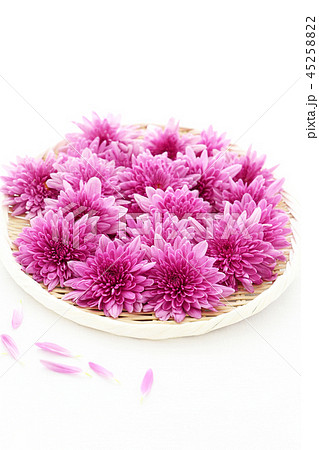 食用菊 食用菊 45258822