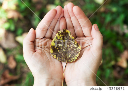 leaf with a tree in the hands, palms. leaf with a tree in the hands, palms. 45258971